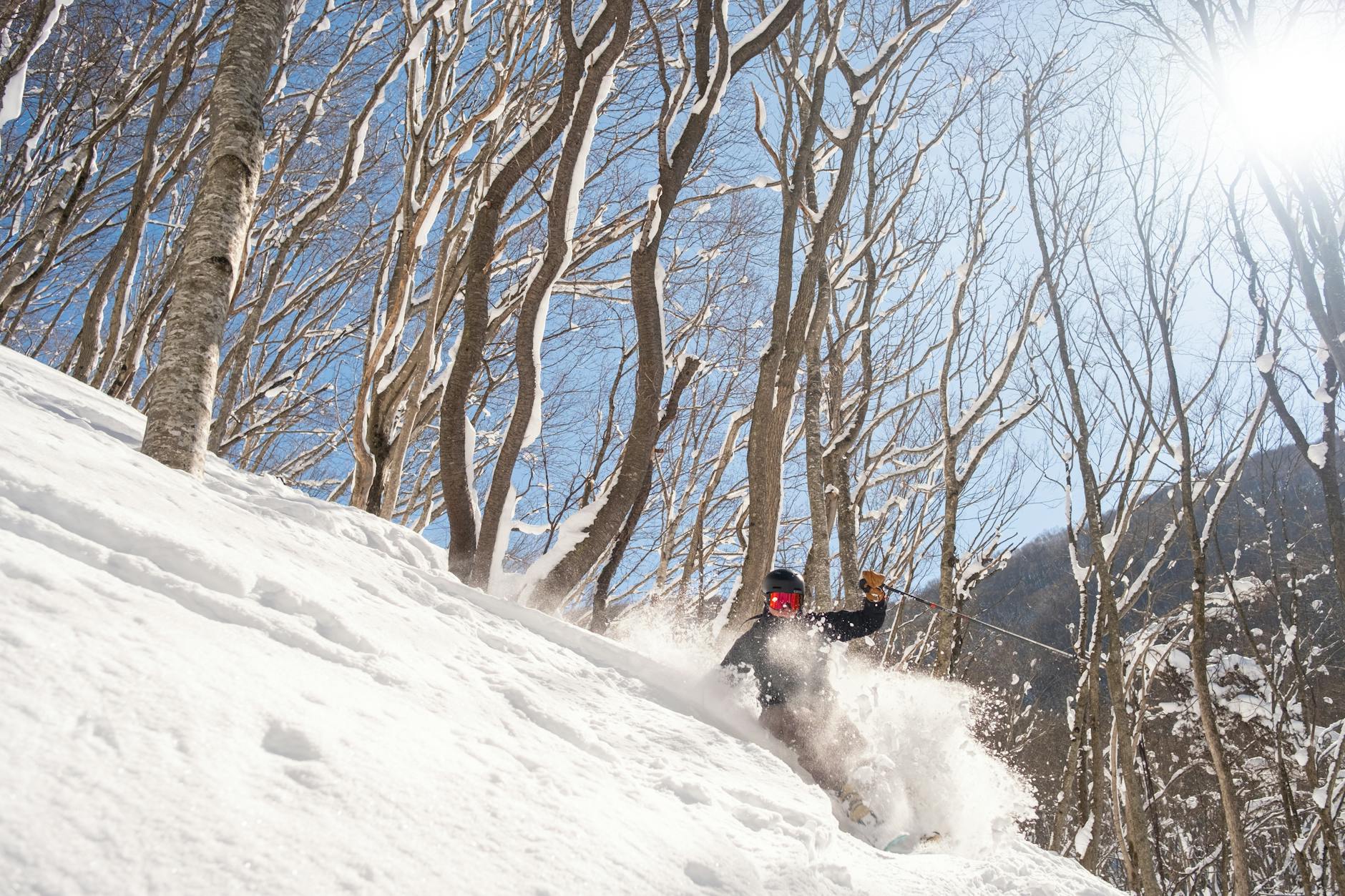 Scout Picks - Best Ski Resorts for Tree Skiing